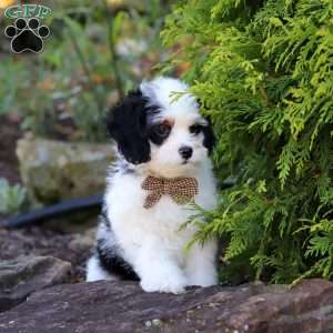 Brady, Cavapoo Puppy